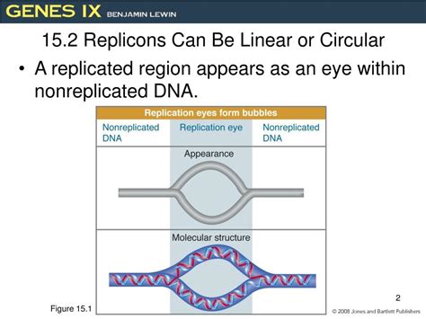 replicon definition.